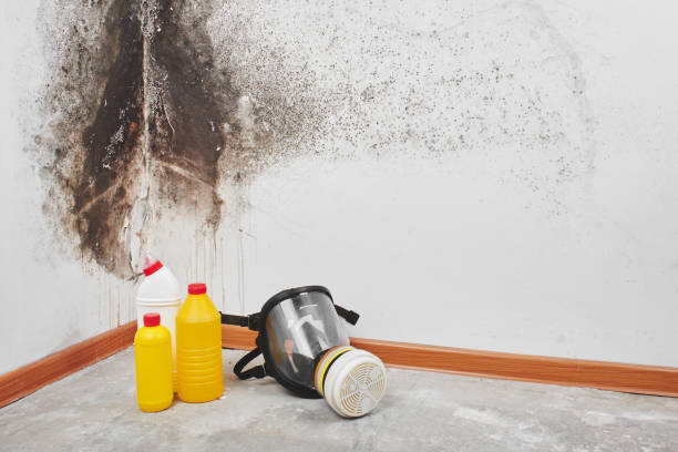 Best Basement Mold Removal  in Clinton, IL